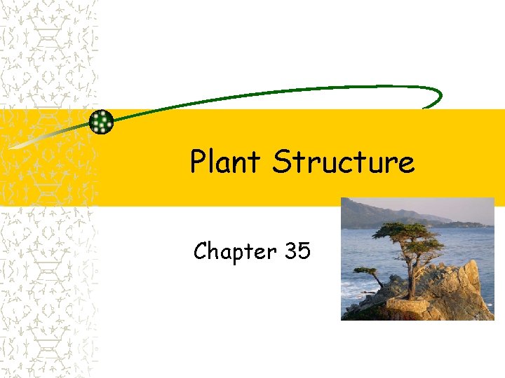 Plant Structure Chapter 35 