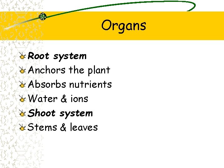 Organs Root system Anchors the plant Absorbs nutrients Water & ions Shoot system Stems