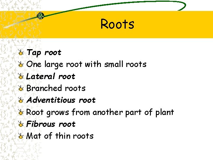 Roots Tap root One large root with small roots Lateral root Branched roots Adventitious