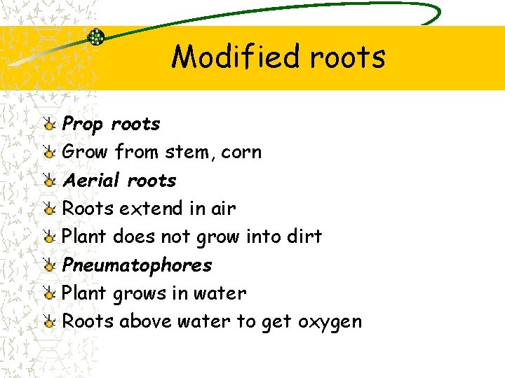 Modified roots Prop roots Grow from stem, corn Aerial roots Roots extend in air