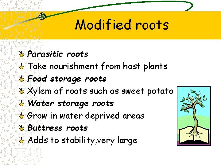 Modified roots Parasitic roots Take nourishment from host plants Food storage roots Xylem of