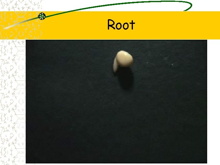 Root 