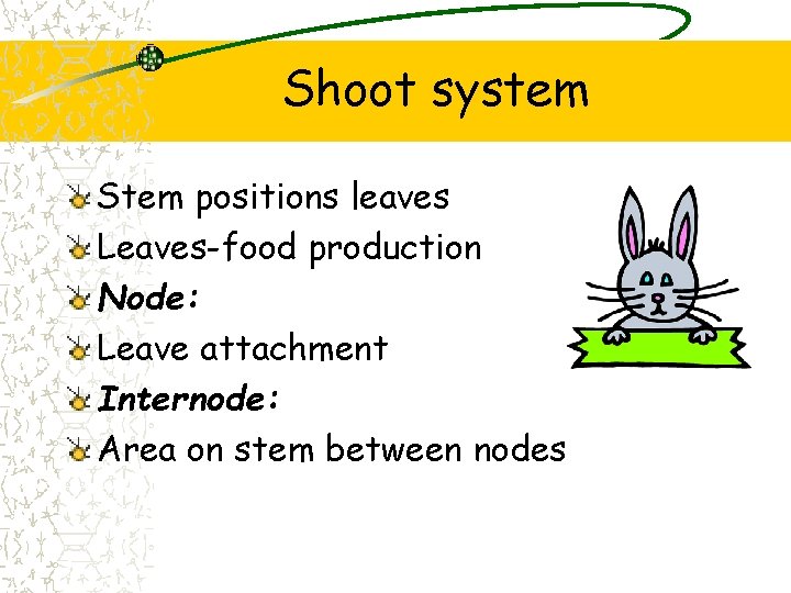 Shoot system Stem positions leaves Leaves-food production Node: Leave attachment Internode: Area on stem