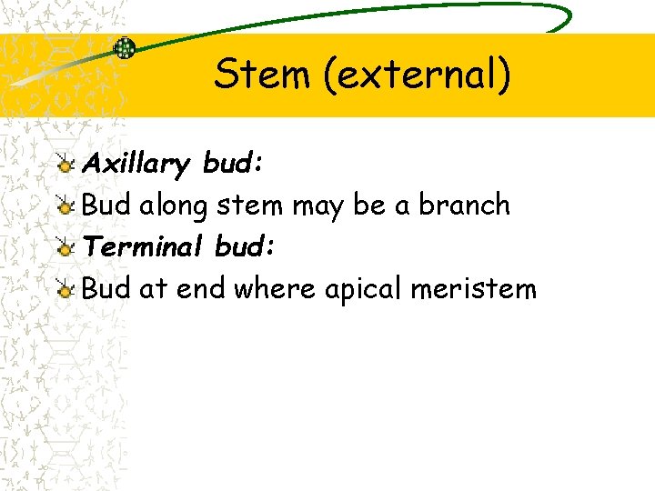 Stem (external) Axillary bud: Bud along stem may be a branch Terminal bud: Bud