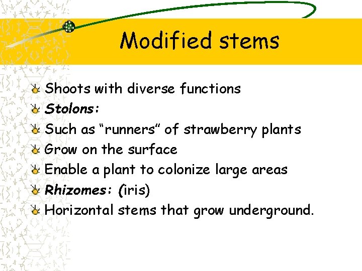 Modified stems Shoots with diverse functions Stolons: Such as “runners” of strawberry plants Grow