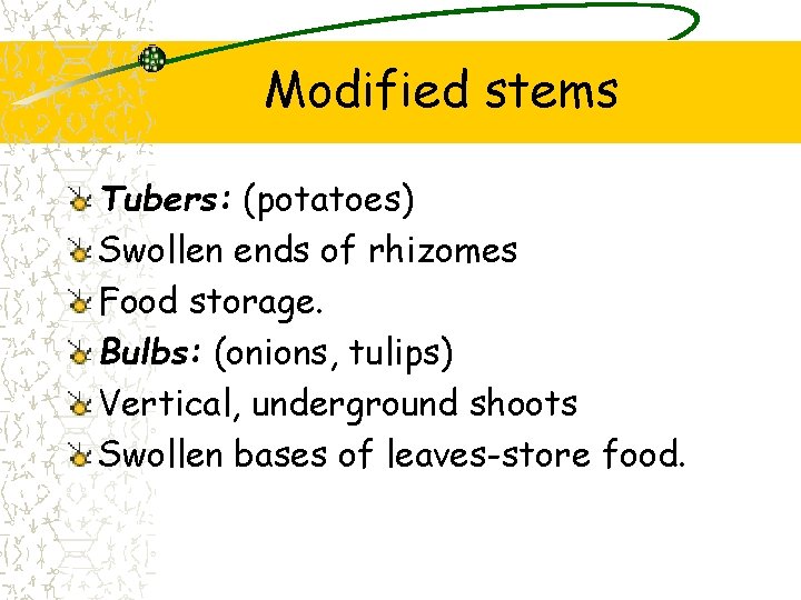 Modified stems Tubers: (potatoes) Swollen ends of rhizomes Food storage. Bulbs: (onions, tulips) Vertical,