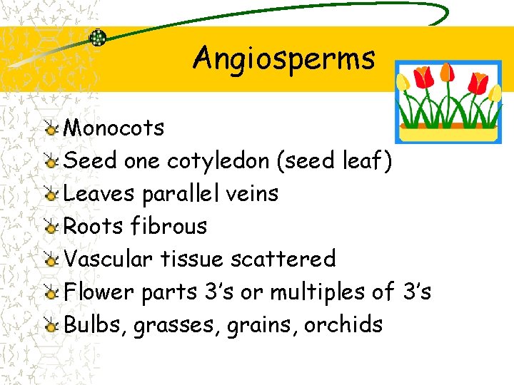 Angiosperms Monocots Seed one cotyledon (seed leaf) Leaves parallel veins Roots fibrous Vascular tissue