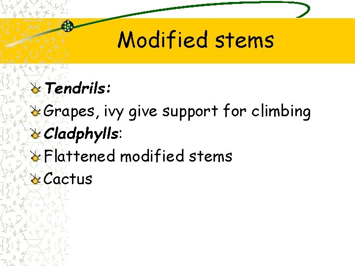 Modified stems Tendrils: Grapes, ivy give support for climbing Cladphylls: Flattened modified stems Cactus