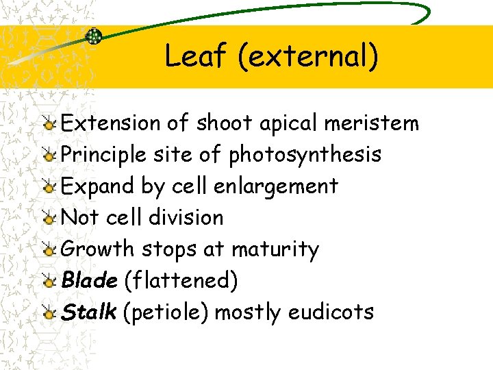 Leaf (external) Extension of shoot apical meristem Principle site of photosynthesis Expand by cell