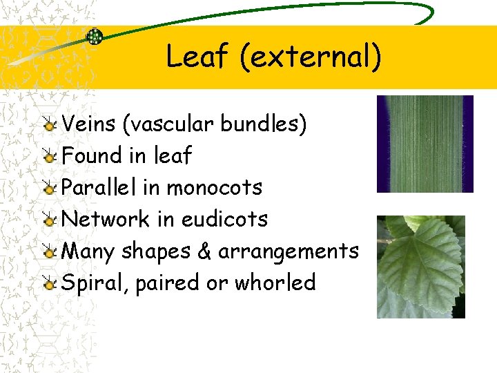 Leaf (external) Veins (vascular bundles) Found in leaf Parallel in monocots Network in eudicots