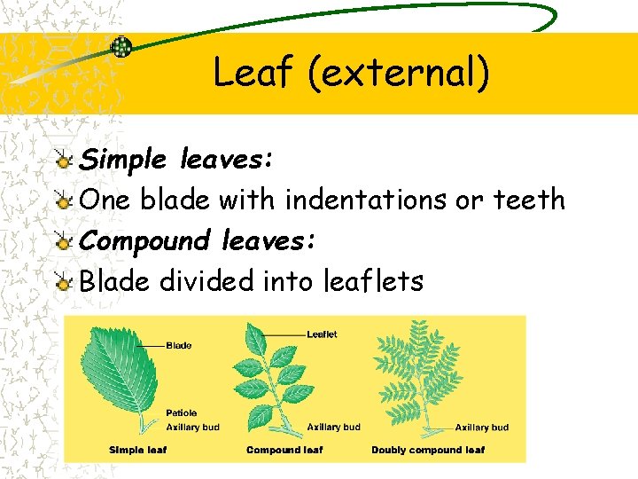 Leaf (external) Simple leaves: One blade with indentations or teeth Compound leaves: Blade divided