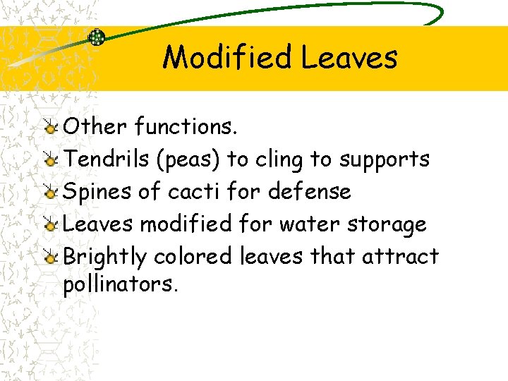 Modified Leaves Other functions. Tendrils (peas) to cling to supports Spines of cacti for
