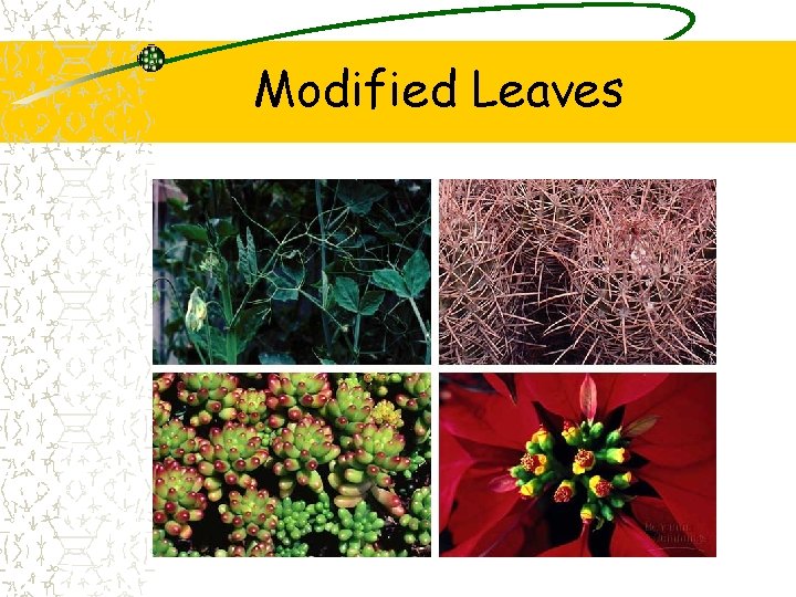 Modified Leaves 