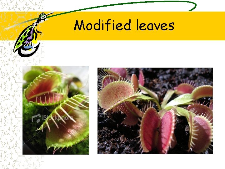 Modified leaves 