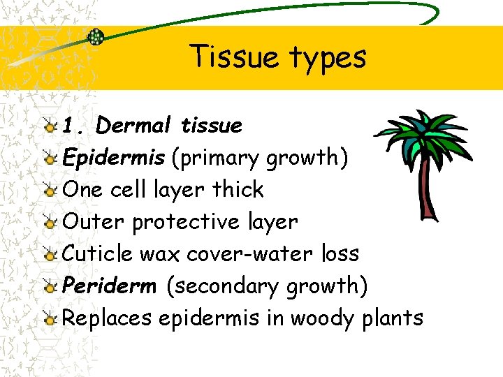 Tissue types 1. Dermal tissue Epidermis (primary growth) One cell layer thick Outer protective