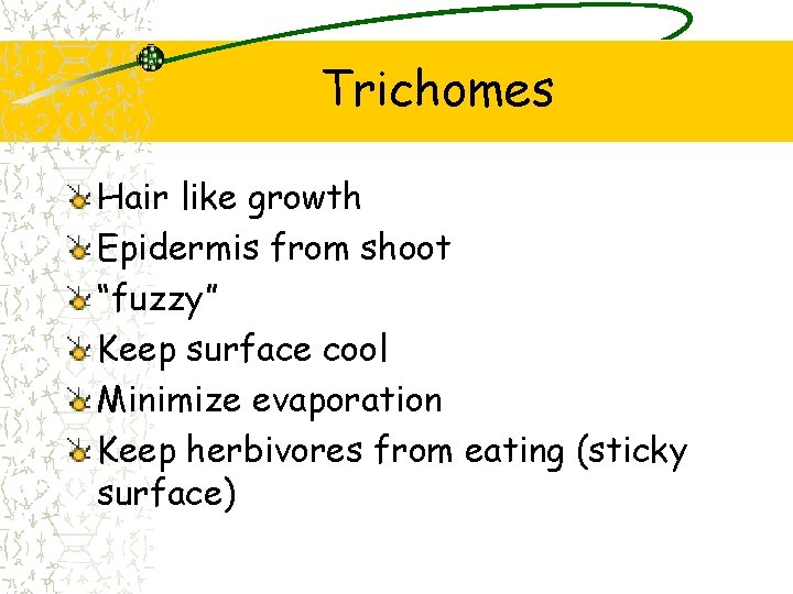 Trichomes Hair like growth Epidermis from shoot “fuzzy” Keep surface cool Minimize evaporation Keep