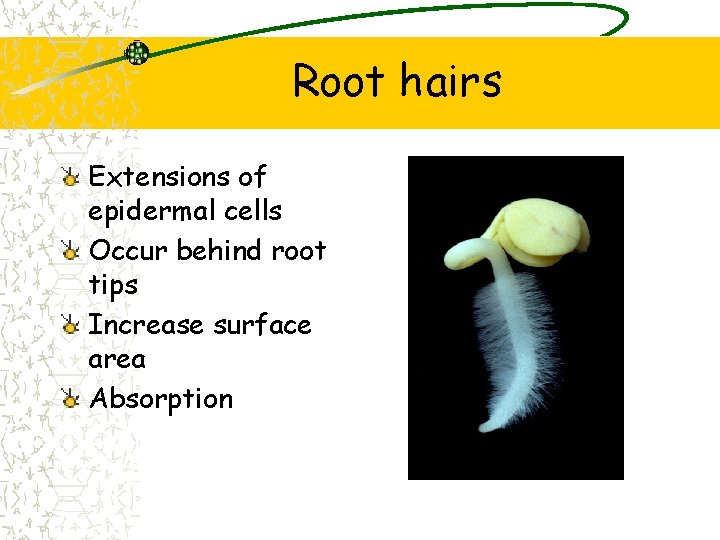 Root hairs Extensions of epidermal cells Occur behind root tips Increase surface area Absorption