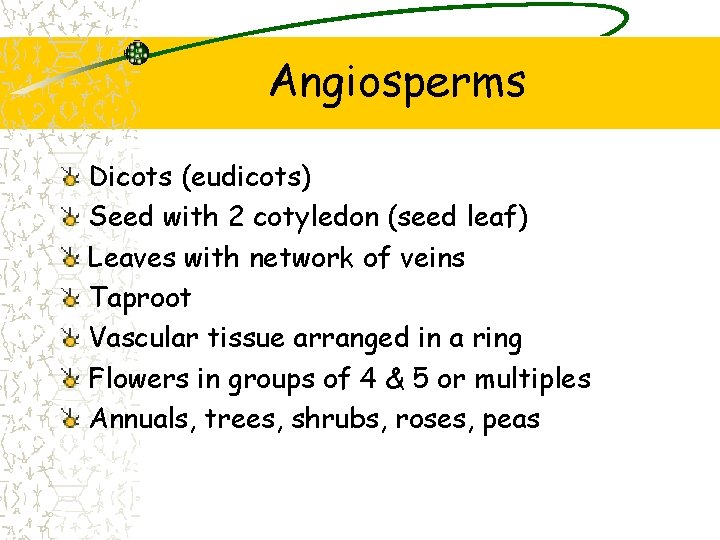 Angiosperms Dicots (eudicots) Seed with 2 cotyledon (seed leaf) Leaves with network of veins