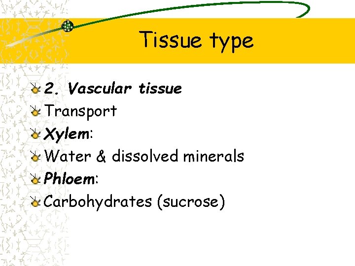 Tissue type 2. Vascular tissue Transport Xylem: Water & dissolved minerals Phloem: Carbohydrates (sucrose)