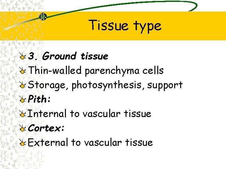 Tissue type 3. Ground tissue Thin-walled parenchyma cells Storage, photosynthesis, support Pith: Internal to