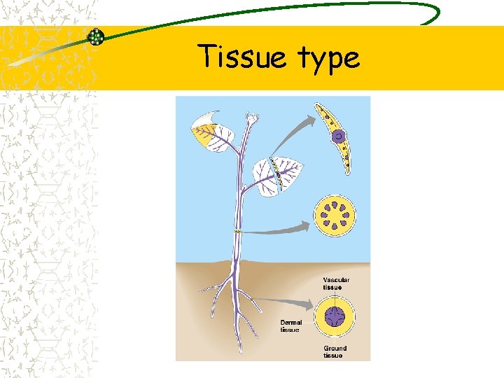 Tissue type 