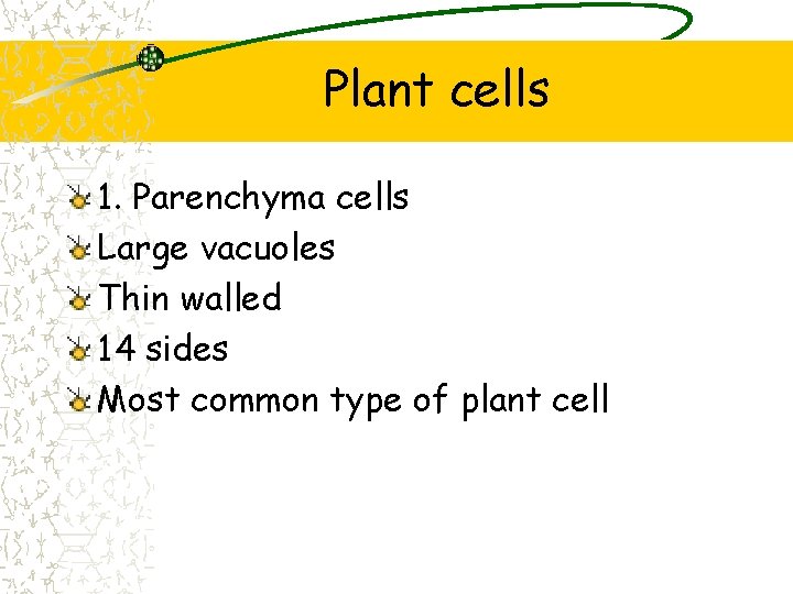 Plant cells 1. Parenchyma cells Large vacuoles Thin walled 14 sides Most common type