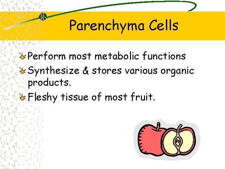 Parenchyma Cells Perform most metabolic functions Synthesize & stores various organic products. Fleshy tissue