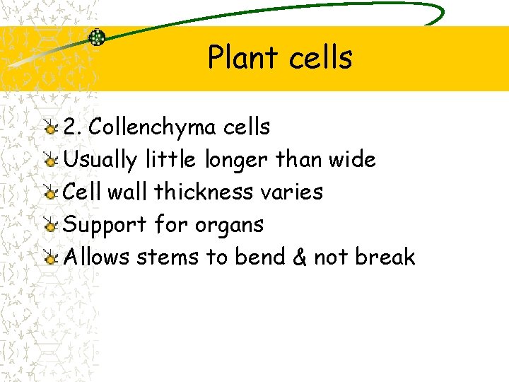 Plant cells 2. Collenchyma cells Usually little longer than wide Cell wall thickness varies