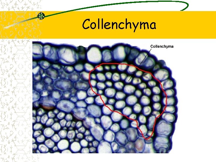 Collenchyma 