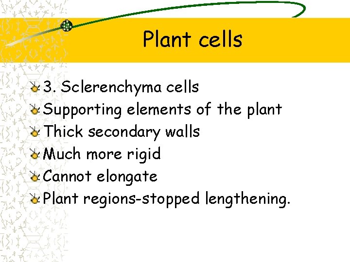 Plant cells 3. Sclerenchyma cells Supporting elements of the plant Thick secondary walls Much