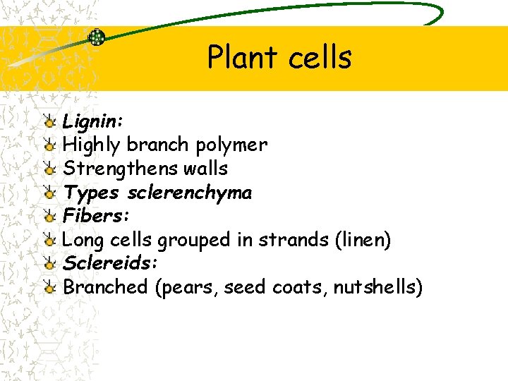 Plant cells Lignin: Highly branch polymer Strengthens walls Types sclerenchyma Fibers: Long cells grouped