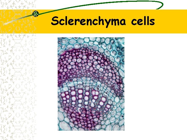 Sclerenchyma cells 