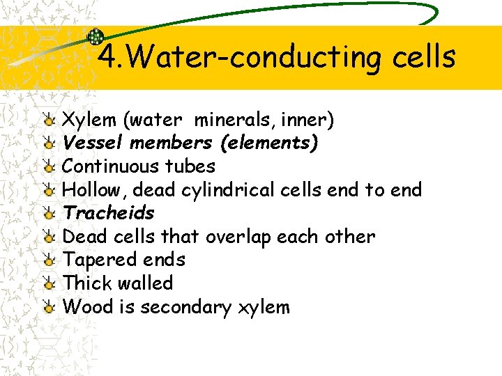 4. Water-conducting cells Xylem (water minerals, inner) Vessel members (elements) Continuous tubes Hollow, dead