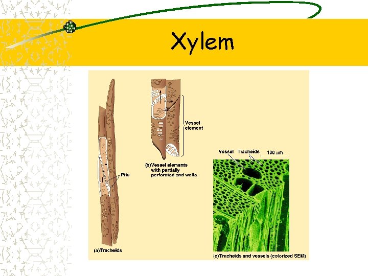 Xylem 