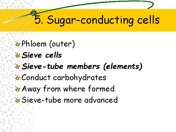 5. Sugar-conducting cells Phloem (outer) Sieve cells Sieve-tube members (elements) Conduct carbohydrates Away from