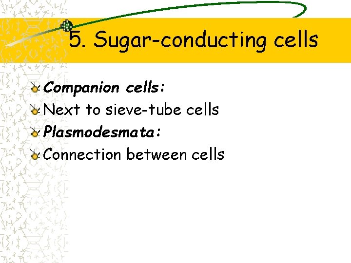 5. Sugar-conducting cells Companion cells: Next to sieve-tube cells Plasmodesmata: Connection between cells 