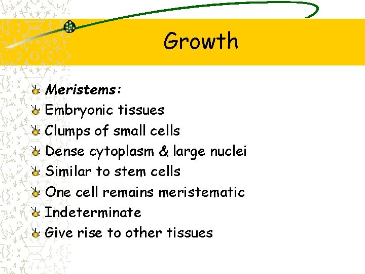 Growth Meristems: Embryonic tissues Clumps of small cells Dense cytoplasm & large nuclei Similar