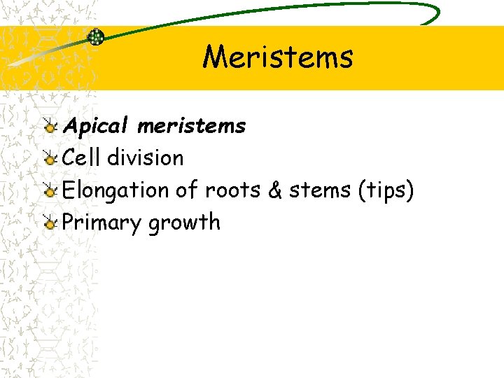 Meristems Apical meristems Cell division Elongation of roots & stems (tips) Primary growth 