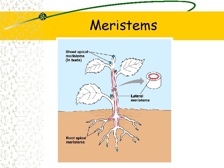 Meristems 