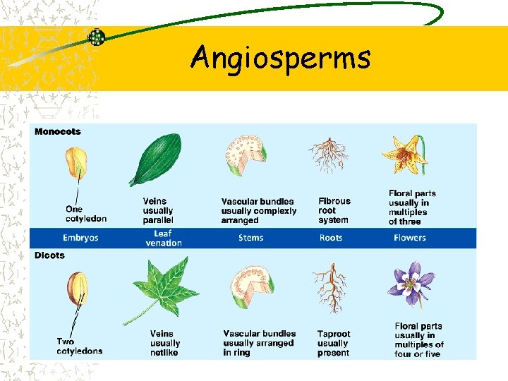 Angiosperms 