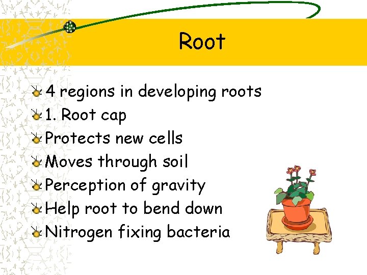 Root 4 regions in developing roots 1. Root cap Protects new cells Moves through