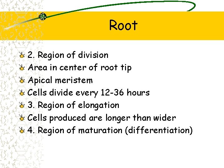 Root 2. Region of division Area in center of root tip Apical meristem Cells