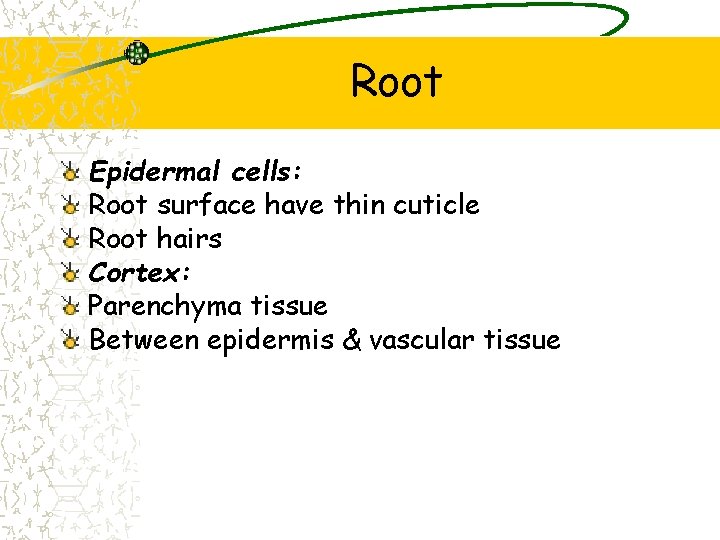 Root Epidermal cells: Root surface have thin cuticle Root hairs Cortex: Parenchyma tissue Between
