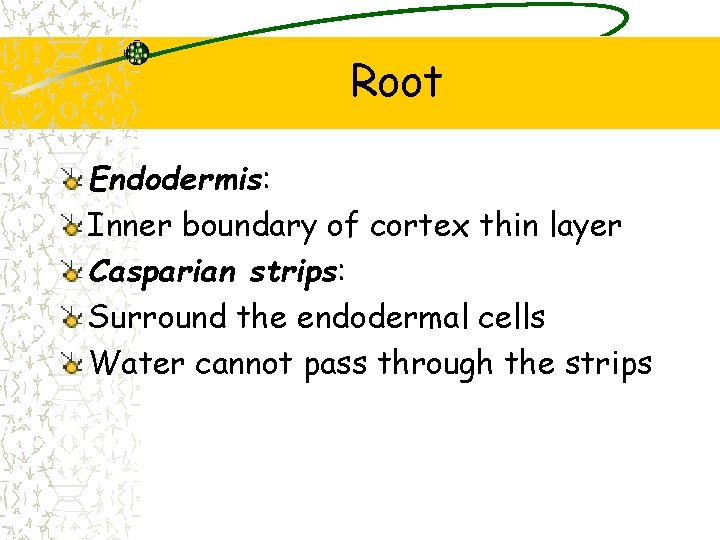 Root Endodermis: Inner boundary of cortex thin layer Casparian strips: Surround the endodermal cells