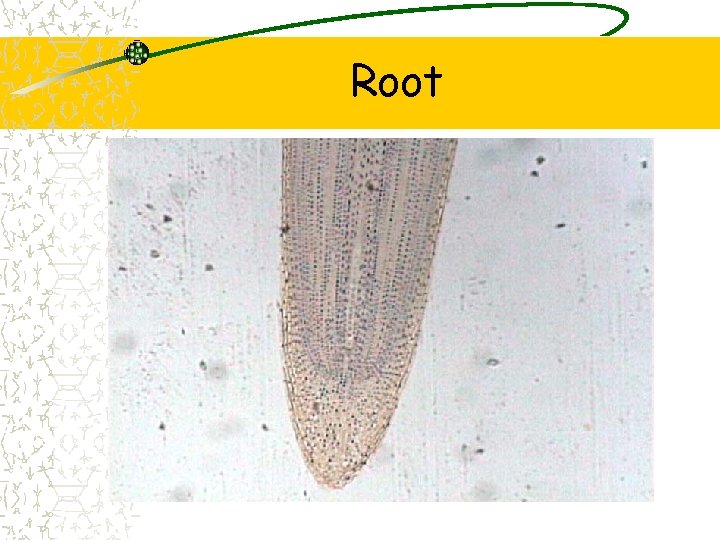 Root 