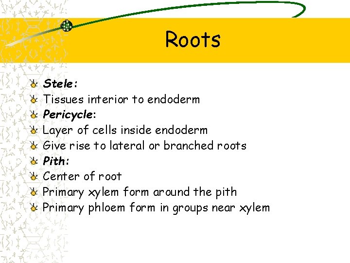 Roots Stele: Tissues interior to endoderm Pericycle: Layer of cells inside endoderm Give rise