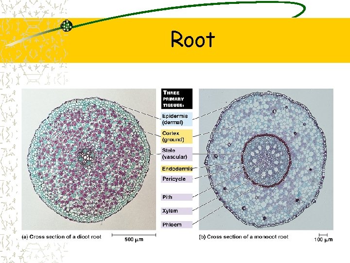 Root 