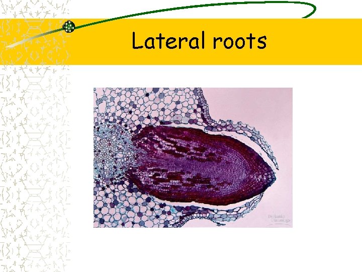 Lateral roots 