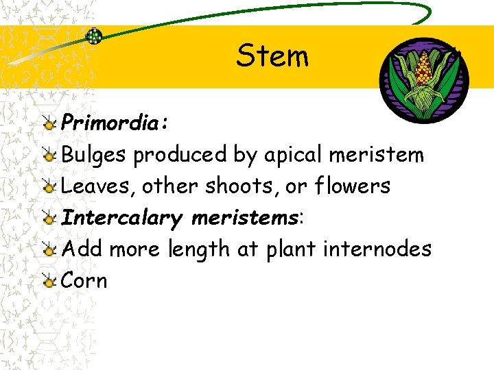 Stem Primordia: Bulges produced by apical meristem Leaves, other shoots, or flowers Intercalary meristems: