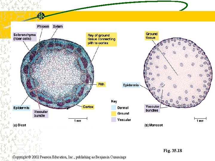 Fig. 35. 18 Copyright © 2002 Pearson Education, Inc. , publishing as Benjamin Cummings